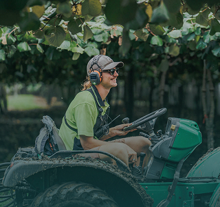 Baygold orchard canopy in full growth