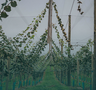 Baygold orchard development underway